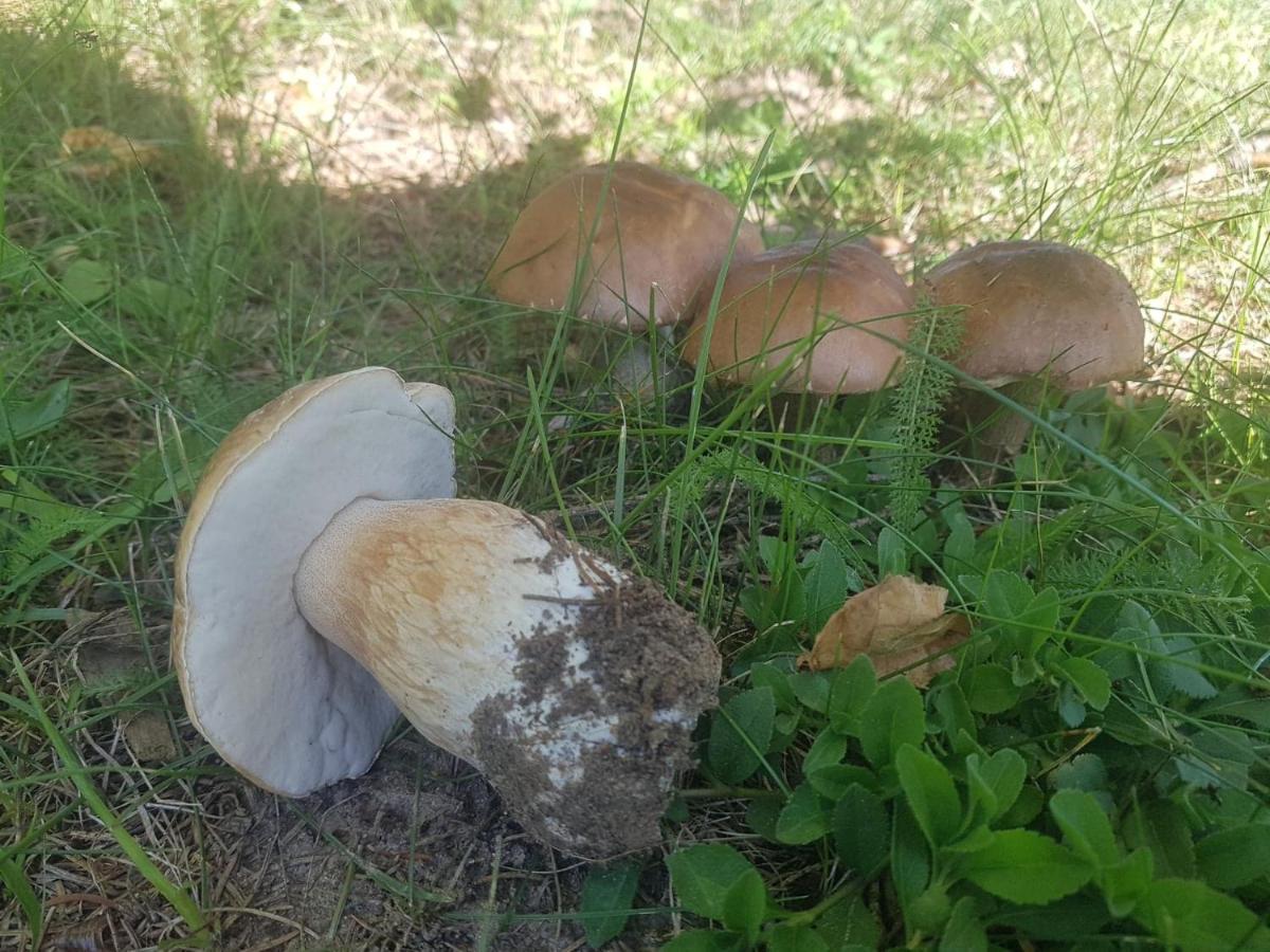 Kurnik Polski Agroturystyka Tykocin Exteriör bild