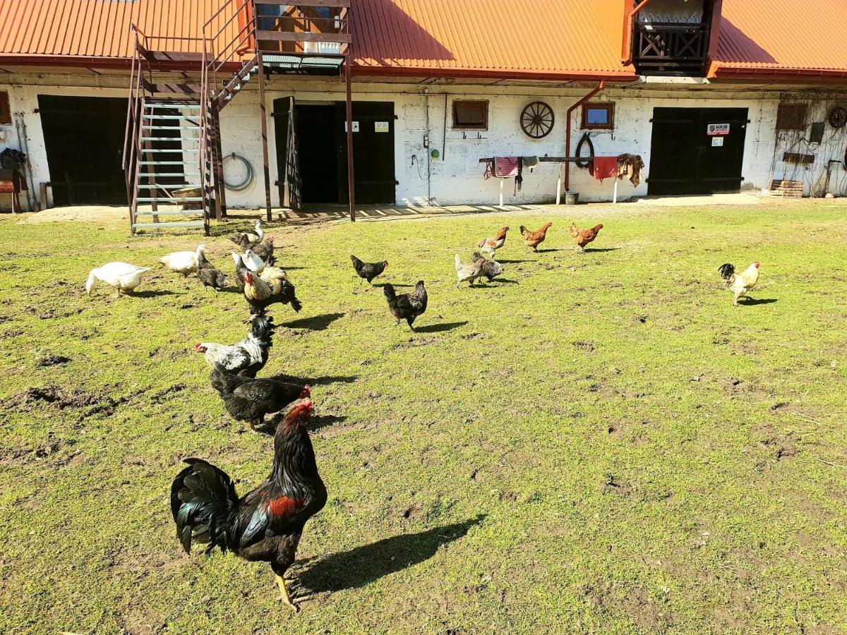 Kurnik Polski Agroturystyka Tykocin Exteriör bild