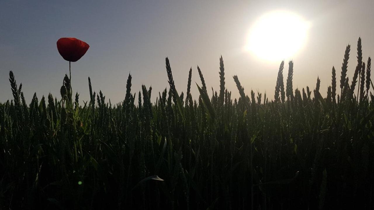 Kurnik Polski Agroturystyka Tykocin Exteriör bild