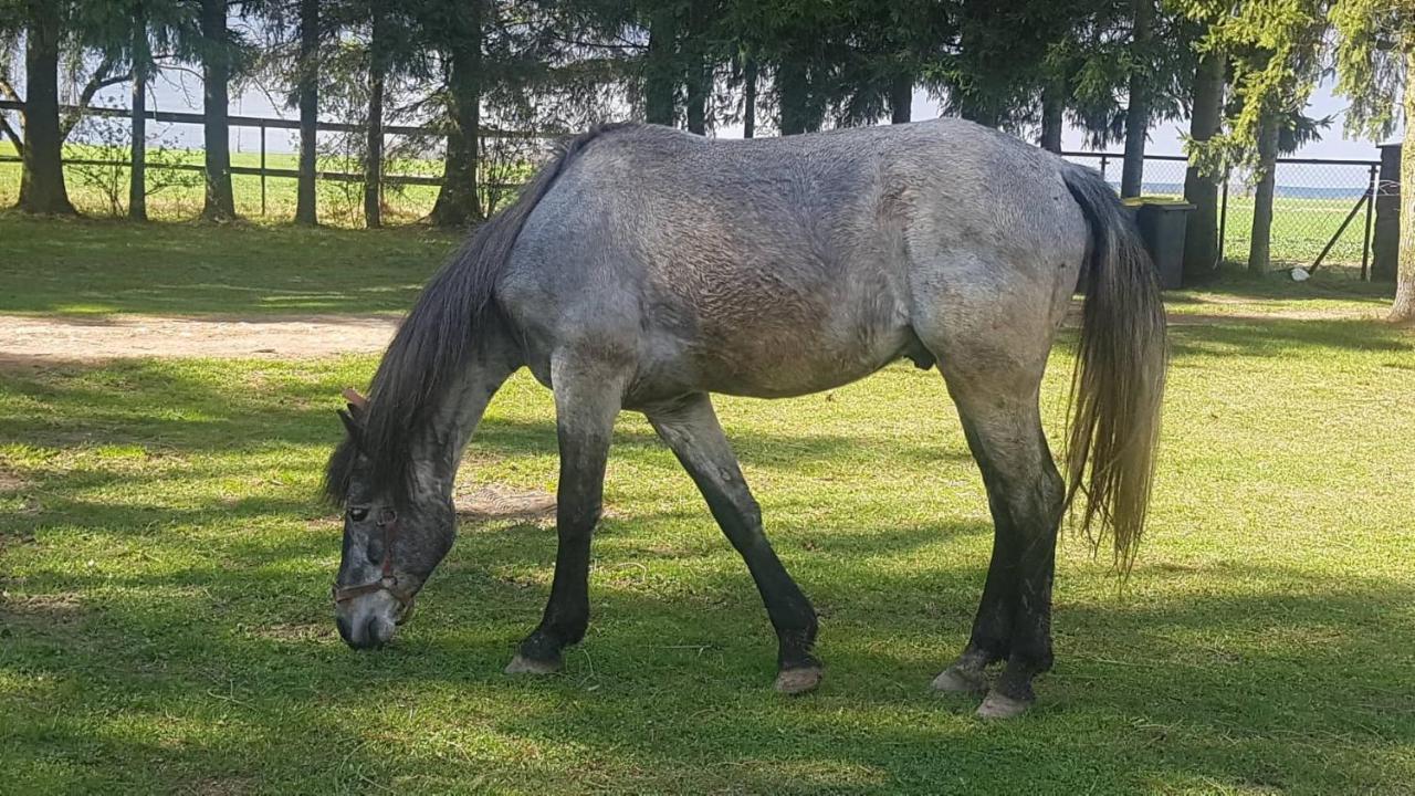 Kurnik Polski Agroturystyka Tykocin Exteriör bild